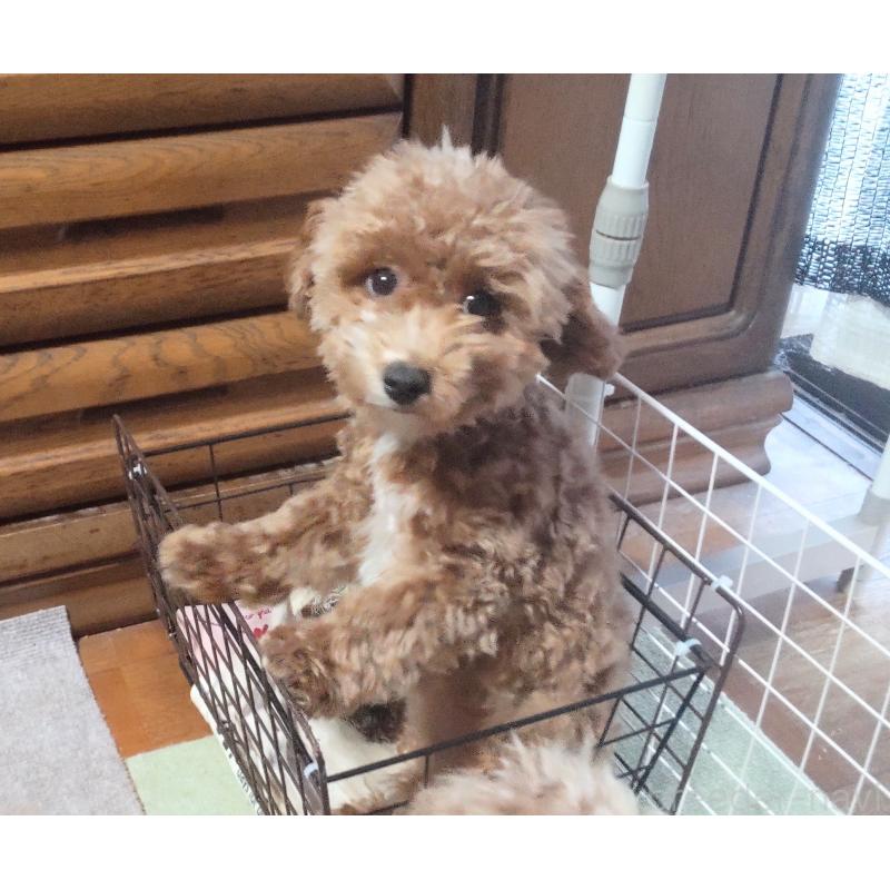 成約済の秋田県のマルプー:マルチーズ×トイプードル-413268の3枚目